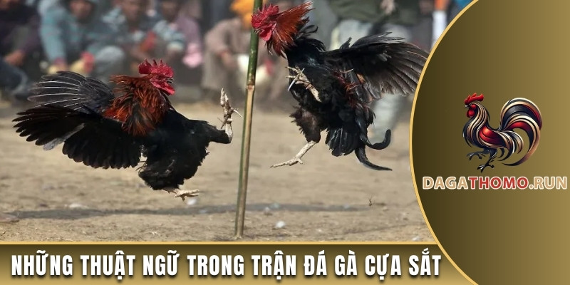 Những thuật ngữ trong trận đá gà cựa sắt